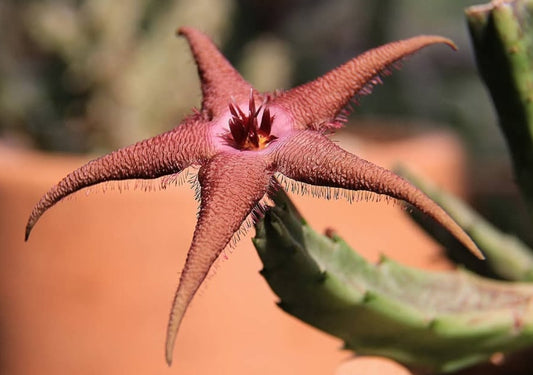 Stapelia schinzii x flavopurpurea seeds