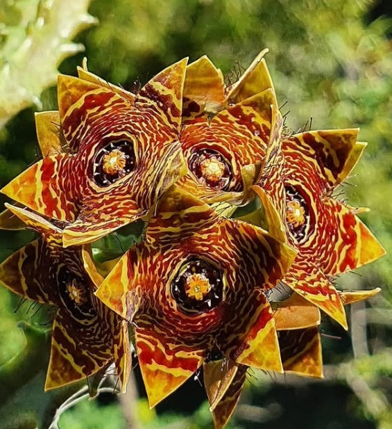 Caralluma crenulata seeds