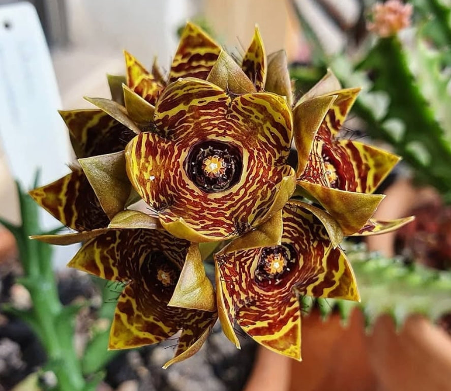 Caralluma crenulata seeds