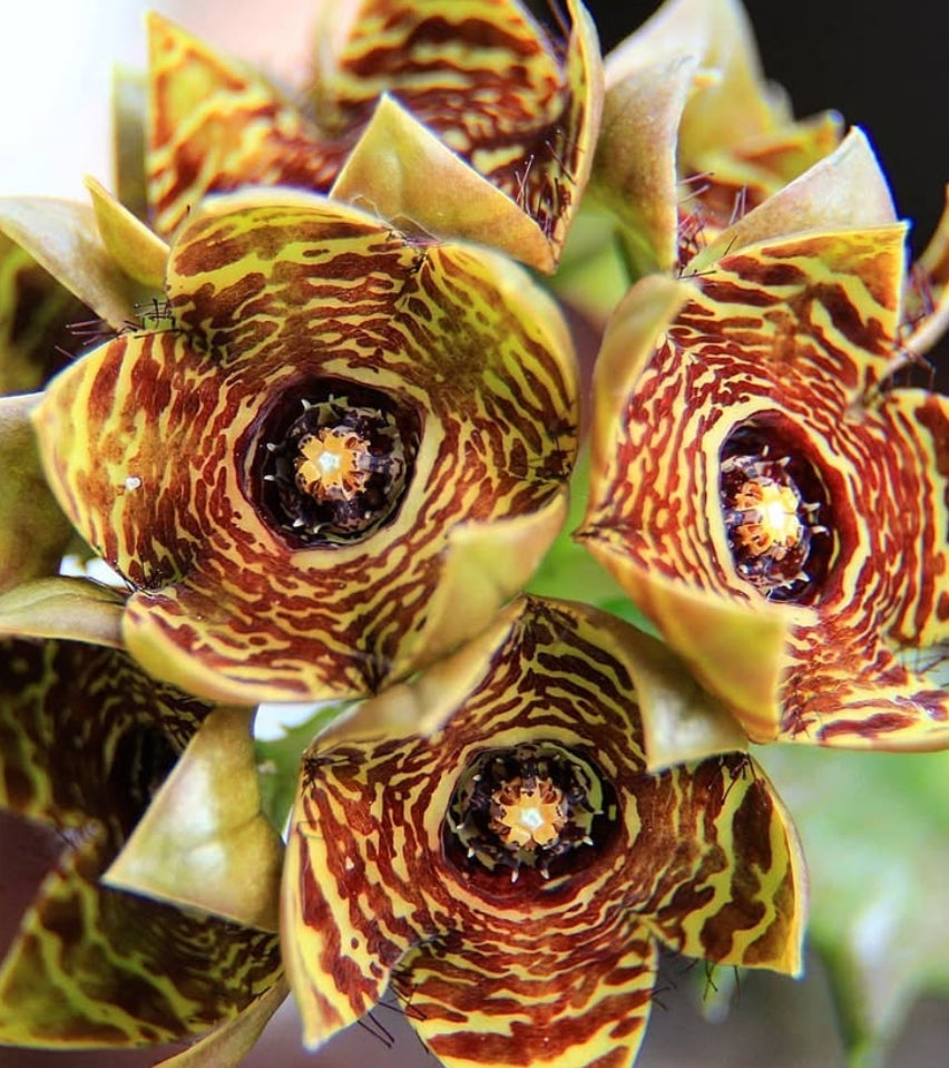 Caralluma crenulata seeds
