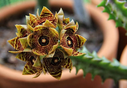 Caralluma crenulata seeds