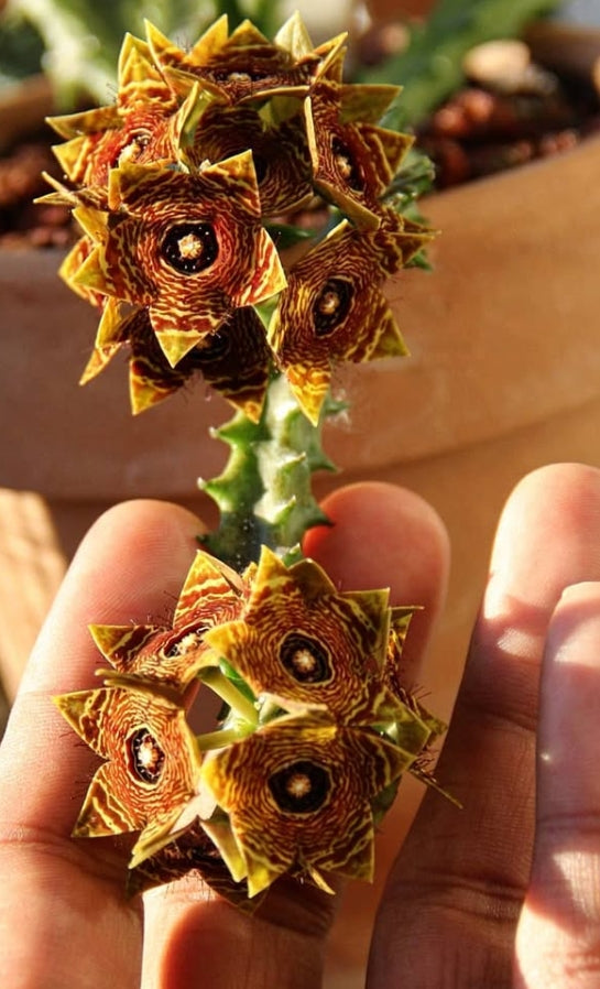 Caralluma crenulata seeds