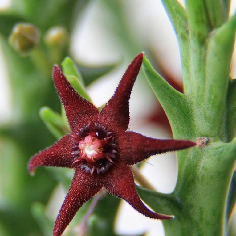 Orbea subterranea ( Black ) seeds
