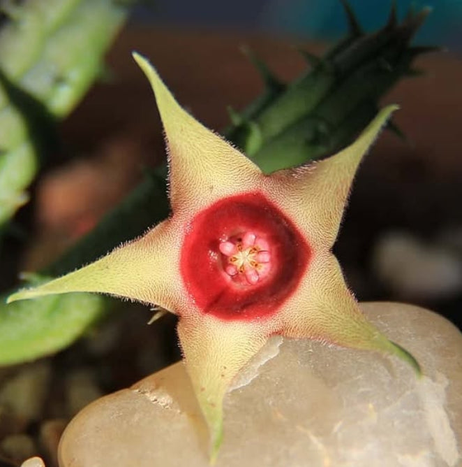 Huernia Verikeri Var. Angolensis seeds