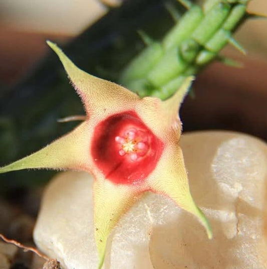 Huernia Verikeri Var. Angolensis seeds