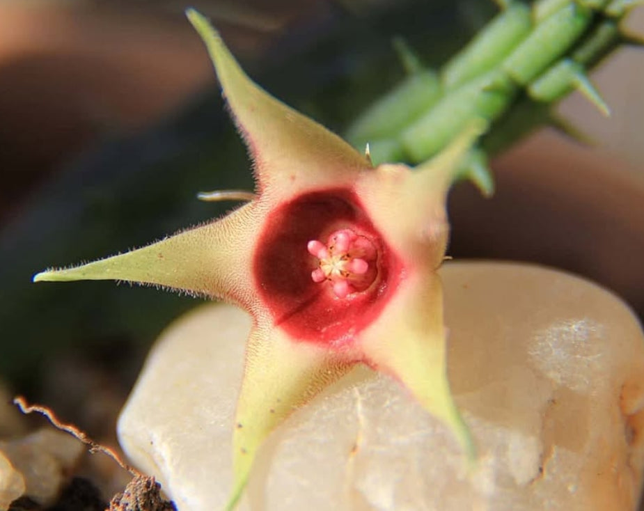 Huernia Verikeri Var. Angolensis seeds