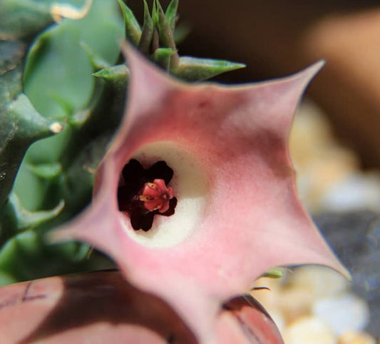 Huernia cv rose seeds