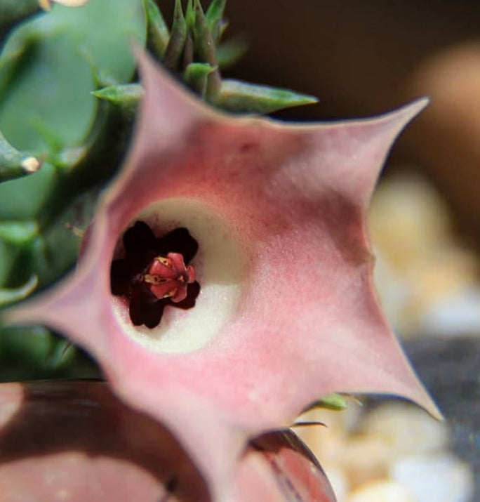 Huernia cv rose seeds