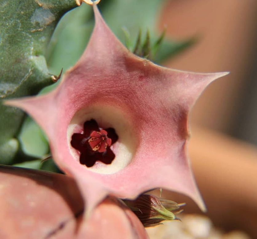 Huernia cv rose seeds