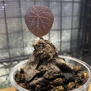 Stephania Kaweesakii seeds
