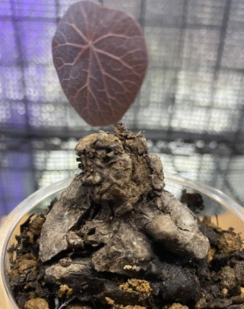 Stephania Kaweesakii seeds