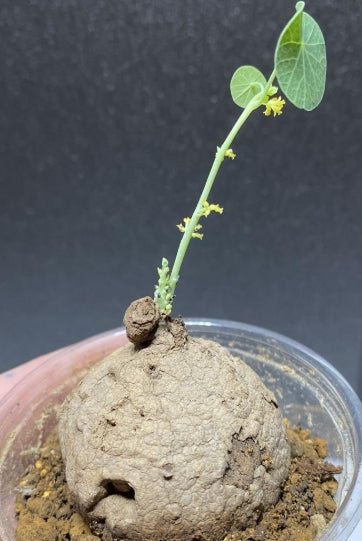 Stephania Erecta seeds