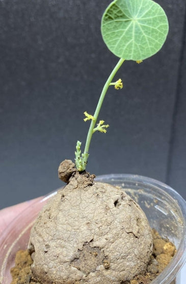 Stephania Erecta seeds