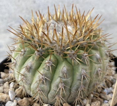 Copiapoa columna-alba seeds