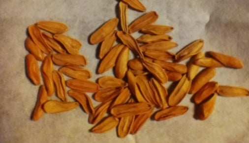 Pachypodium cactipes seeds