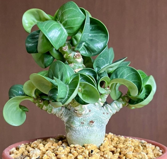 Dorset Horn Adenium Bang Wang seeds