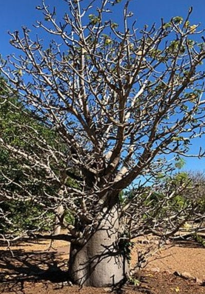 Adansonia perrieri seeds