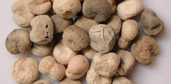 Adansonia perrieri seeds