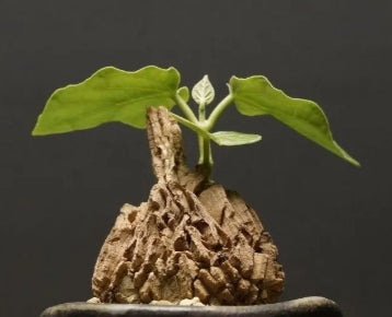 Matelea cyclophylla seeds