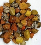 Bursera fagaroides 'Elongata' seeds