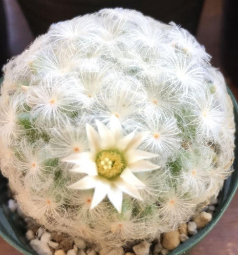 Mammillaria plumosa seeds