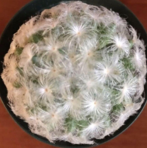 Mammillaria plumosa seeds