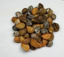 Bursera fragilis seeds