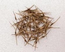 Nepenthes Bongso seeds