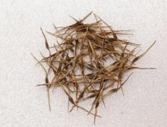 Nepenthes gymnamphora seeds