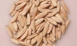 Adenium Big Foot seeds