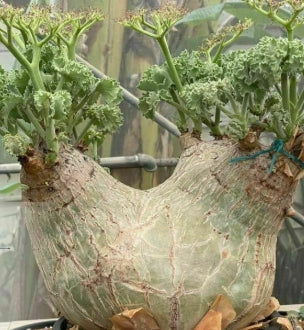 Cyphostemma mixed collection seeds