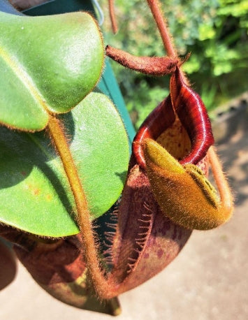 Nepenthes veitchii seeds