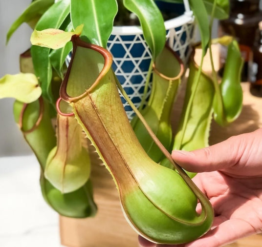 Nepenthes alata var. boshiana seeds
