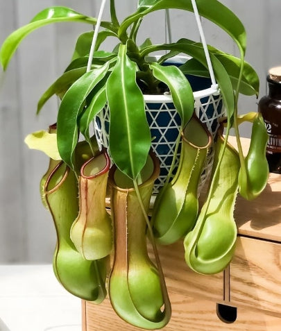 Nepenthes alata var. boshiana seeds