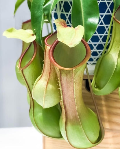 Nepenthes alata var. boshiana seeds