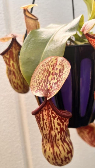 Nepenthes Gaya seeds