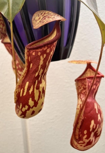 Nepenthes Gaya seeds
