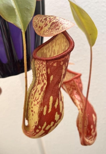 Nepenthes Gaya seeds