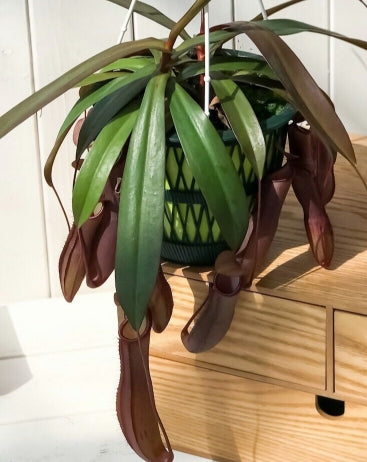 Nepenthes 'Rebecca Soper' seeds