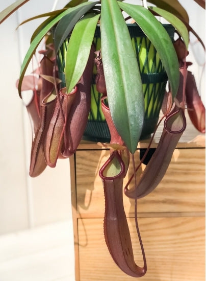 Nepenthes 'Rebecca Soper' seeds