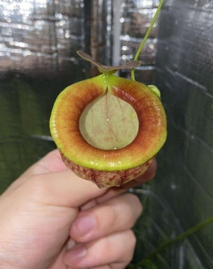 Nepenthes tenuis seeds