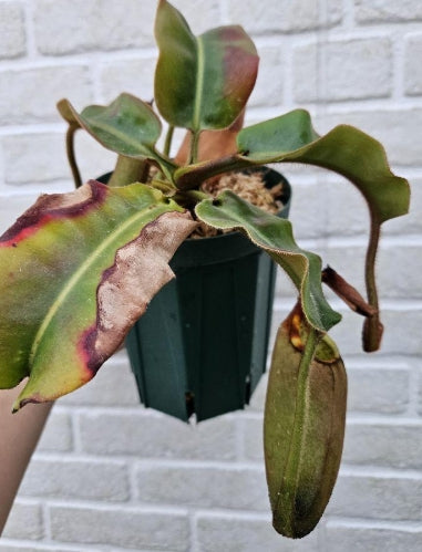 Nepenthes clipeata seeds