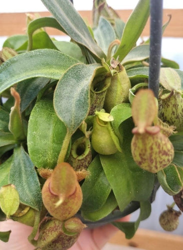 Nepenthes ampullaria seeds