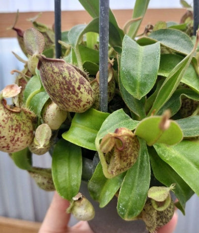 Nepenthes ampullaria seeds