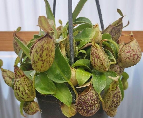 Nepenthes ampullaria seeds