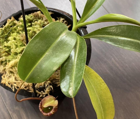 Nepenthes lowii x ventricosa-red seeds