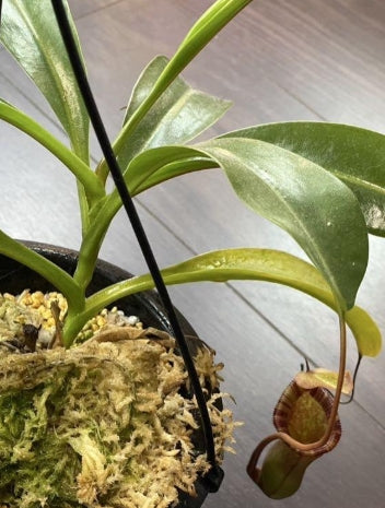 Nepenthes lowii x ventricosa-red seeds