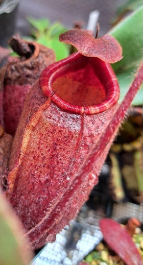 Nepenthes peltata x mira seeds