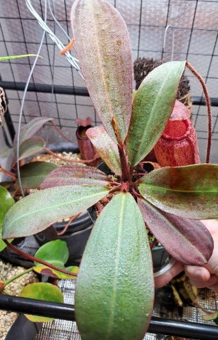 Nepenthes peltata x mira seeds