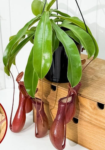 Nepenthes Ventrata seeds